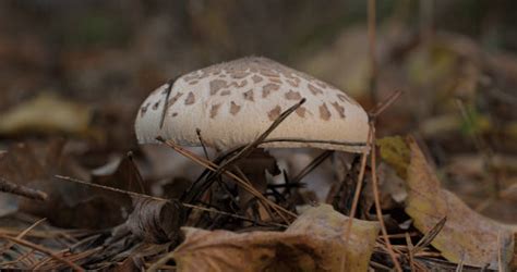 ksat mushroom